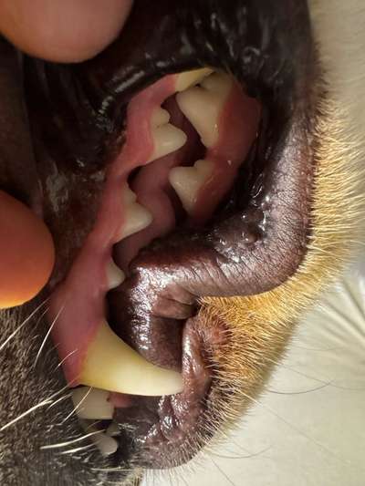 Sehen die Zähne normal aus?-Beitrag-Bild