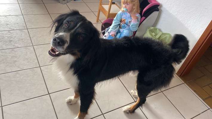 Berner Sennen-Beitrag-Bild