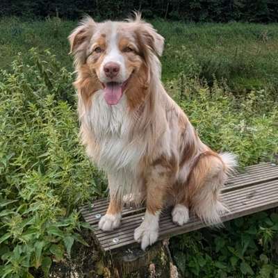 Hundetreffen-Liebe Hunde zum Gassi gehen/spielen gesucht-Bild