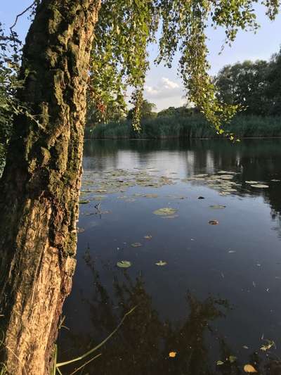 Hundeauslaufgebiet-An der Uecker-Bild