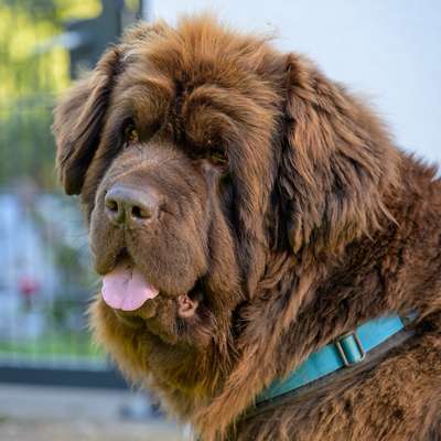 Hundetreffen-Spielkameraden gesucht-Profilbild