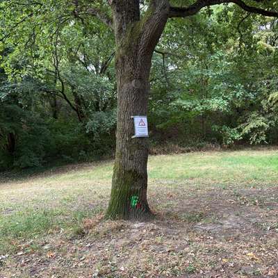 Giftköder-Eichenprozessionsspinner-Bild