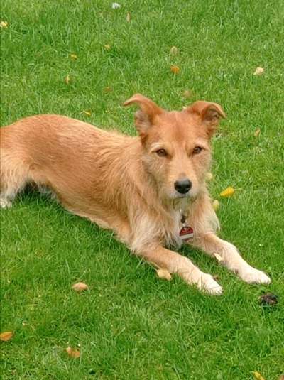 TierschutzhundeStammtisch🐕-Beitrag-Bild