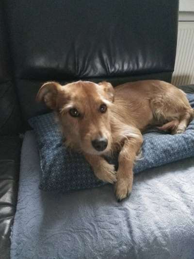 Wo sind die Mischlinge?-Beitrag-Bild