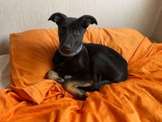 Malinois-Beitrag-Bild