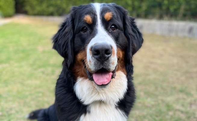 Berner Sennen-Beitrag-Bild