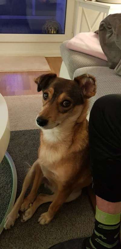 TierschutzhundeStammtisch🐕-Beitrag-Bild