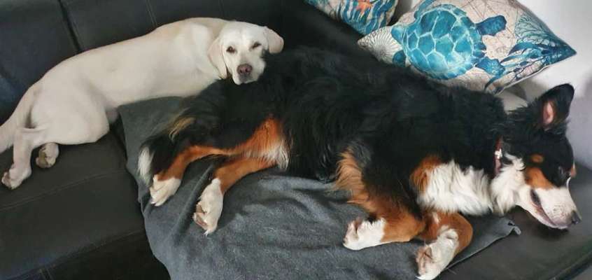 Foto Challenge 103    Hundefreundschaften-Beitrag-Bild