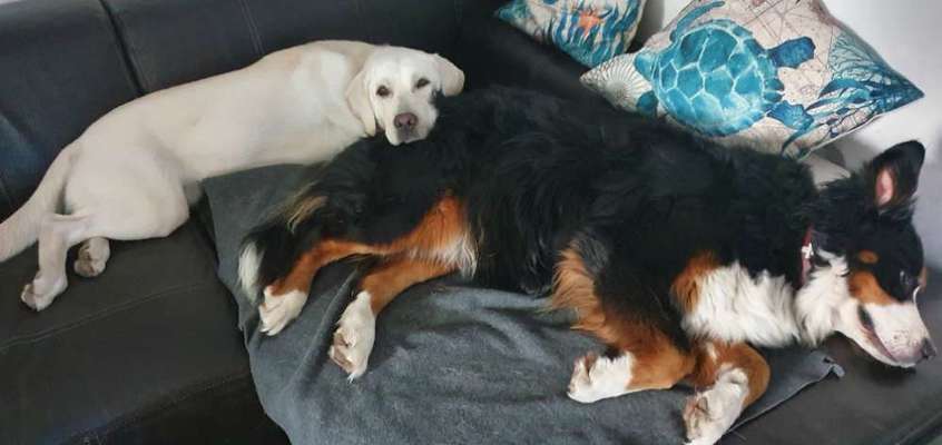 Foto Challenge 103    Hundefreundschaften-Beitrag-Bild