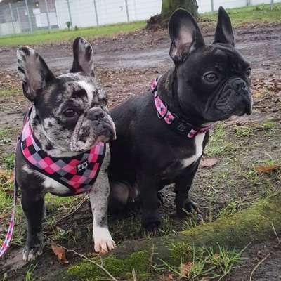 Hundetreffen-Frenchiegruppe auf Facebook-Bild