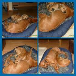 Rhodesian Ridgeback-Beitrag-Bild