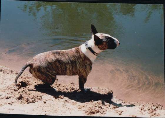 Miniatur Bull Terrier-Beitrag-Bild