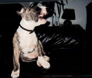 Welpen Bilder !-Beitrag-Bild