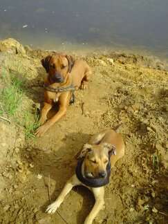 Rhodesian Ridgeback-Beitrag-Bild
