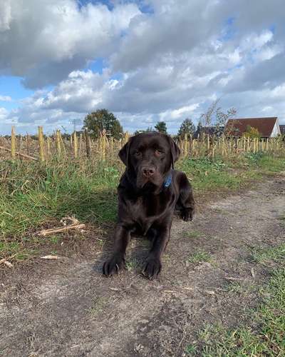eure Spitznamen für die Vierbeiner-Beitrag-Bild