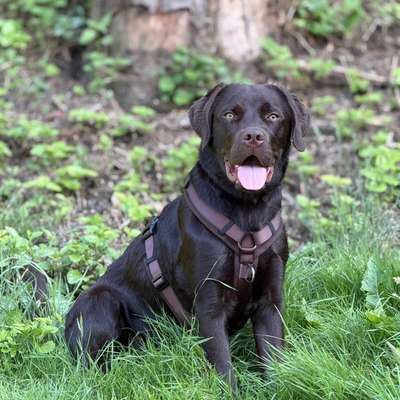 Hundetreffen-Junghund / Spieletreff im Wald oder Feld-Bild