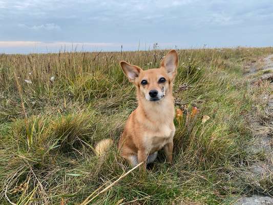 Unsere Fellnasen im Regenbogenland-Beitrag-Bild