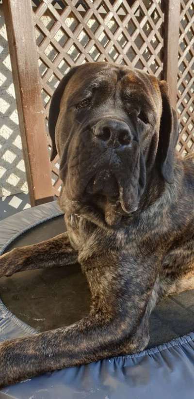 Unsere Fellnasen im Regenbogenland-Beitrag-Bild