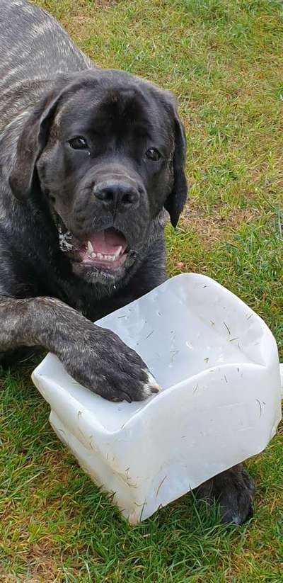Fotosammlung: ,,Der natürliche Hund" Unbearbeitet, ungestellt und in Natura-Beitrag-Bild