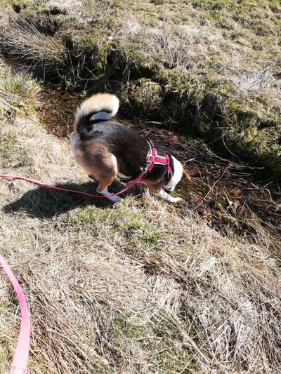 TierschutzhundeStammtisch🐕-Beitrag-Bild