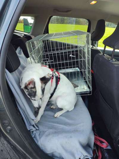 TierschutzhundeStammtisch🐕-Beitrag-Bild