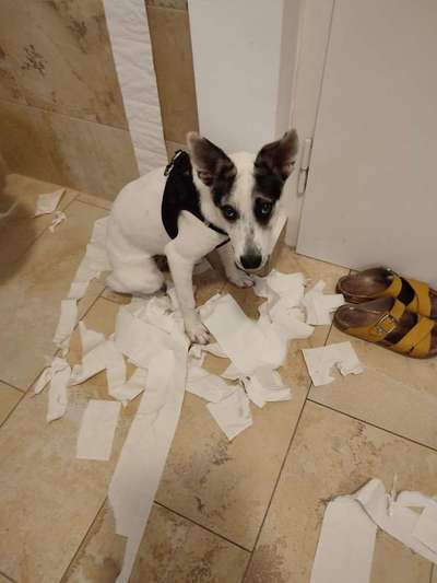 TierschutzhundeStammtisch🐕-Beitrag-Bild