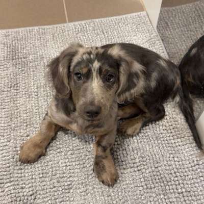 Hundetreffen-Playdate with Dachshund-Bild