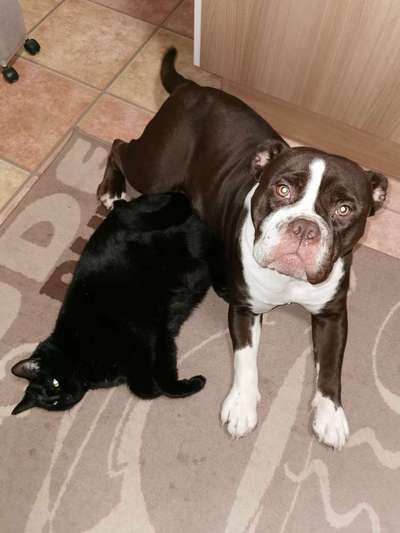 Dogorama Photo Challenge - Lieblingsspielzeug!-Beitrag-Bild