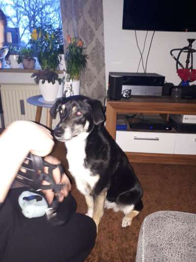 Wie sitzt mein Maulkorb / Maulkorb-Beratung-Beitrag-Bild