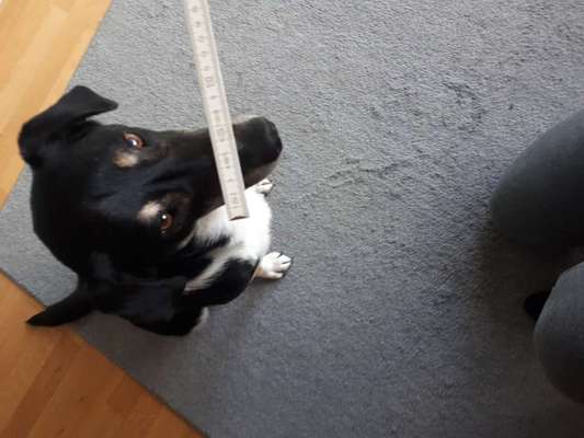 Wie sitzt mein Maulkorb / Maulkorb-Beratung-Beitrag-Bild