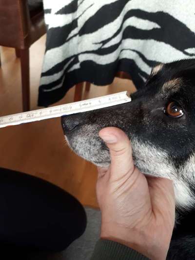 Wie sitzt mein Maulkorb / Maulkorb-Beratung-Beitrag-Bild