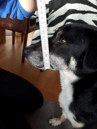 Wie sitzt mein Maulkorb / Maulkorb-Beratung-Beitrag-Bild