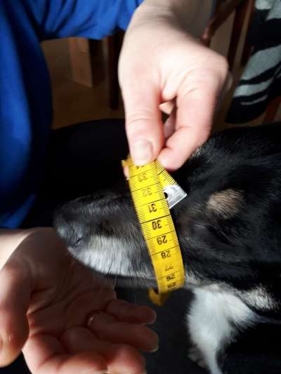 Wie sitzt mein Maulkorb / Maulkorb-Beratung-Beitrag-Bild