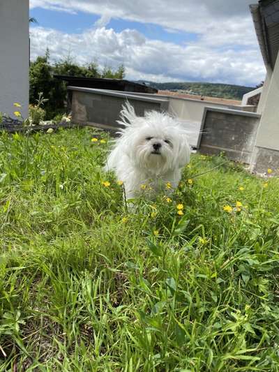 Welpen Bilder !-Beitrag-Bild