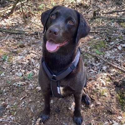Hundetreffen-Labbitreff-Bild