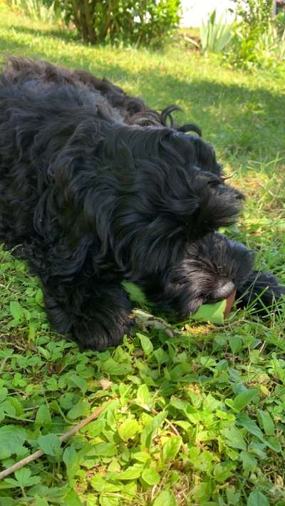 Hundetreffen-Welpen treffen-Bild