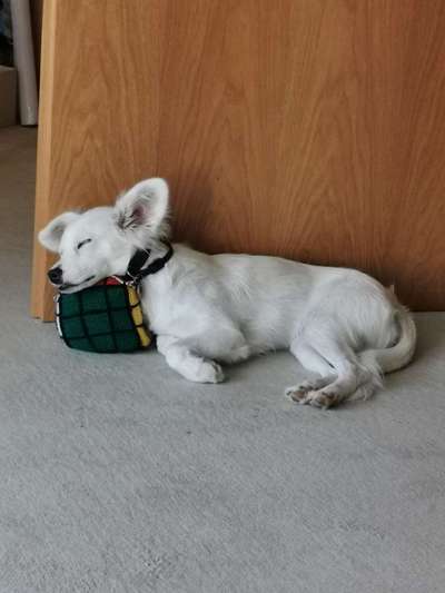 Mischlingshunde Foto Aufruf-Beitrag-Bild