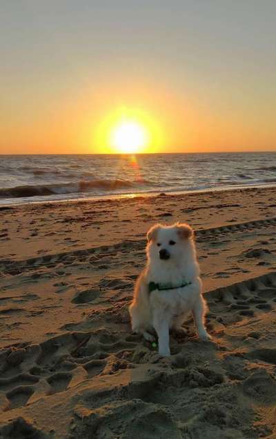 Dogorama-Monats-Challenge-Mai "Wasser"-Beitrag-Bild