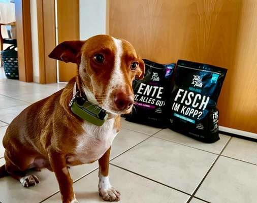 Gutes Trockenfutter mit hohem Fleischanteil-Beitrag-Bild