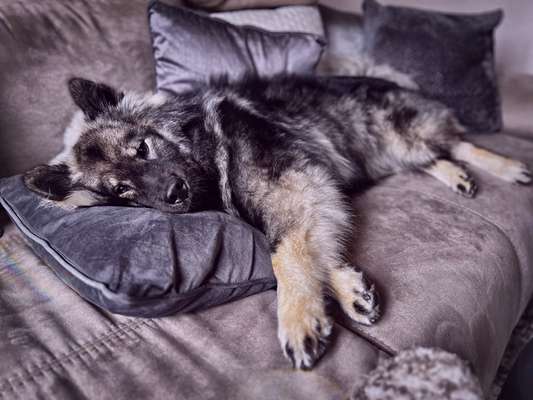 Eurasier hier?-Beitrag-Bild