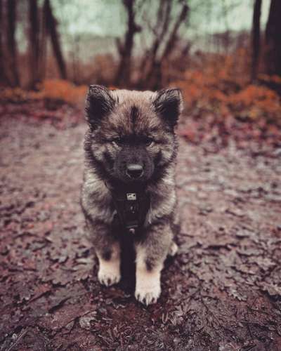 Eurasier-Beitrag-Bild
