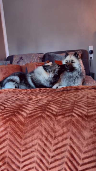 Eurasier hier?-Beitrag-Bild