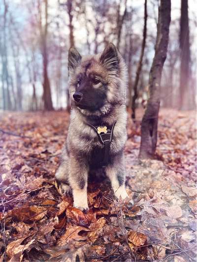 Eurasier hier?-Beitrag-Bild