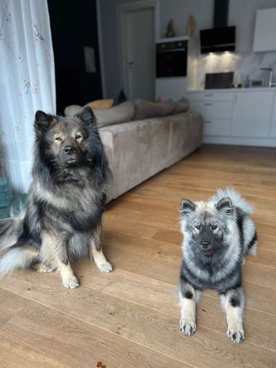 Eurasier hier?-Beitrag-Bild