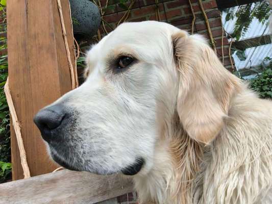 aktuelles Foto Gruppe Wurfgeschwister gesucht ❣️