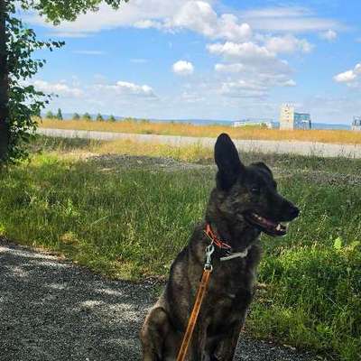 Hundetreffen-Nanu sucht Hundekumpels-Bild