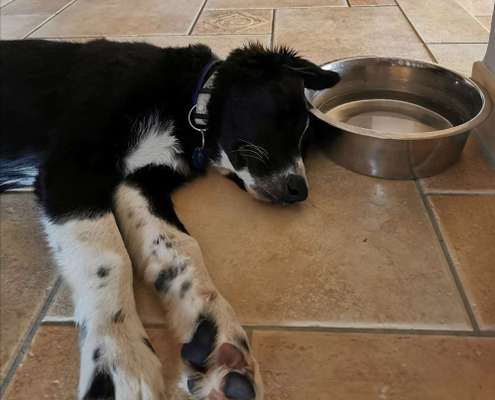 Dogorama-Monats-Challenge-Mai "Wasser"-Beitrag-Bild