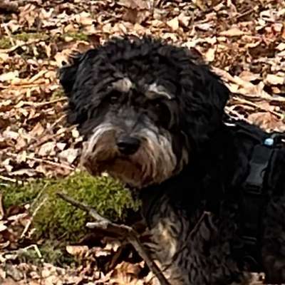 Hundetreffen-vormittags Gassirunde-Profilbild