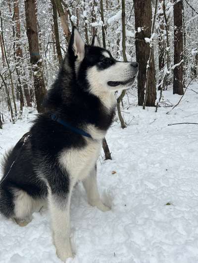 Alaskan Malamute-Beitrag-Bild