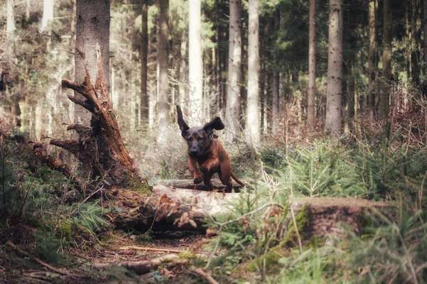 Wald Bild-Beitrag-Bild